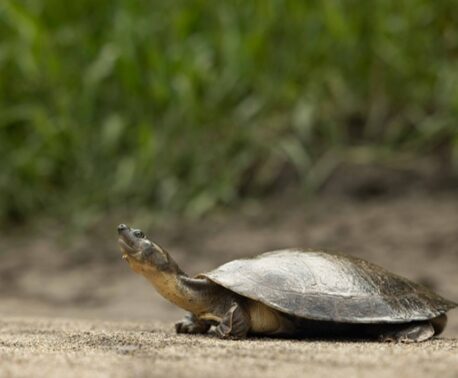 The Magdalena River Turtle on a sandy berm in a wetland.