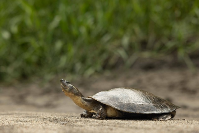 The Magdalena River Turtle on a sandy berm in a wetland.