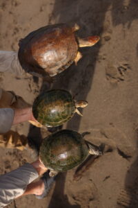 This photo highlights the sexual dimorphism between female and male turtles, with the females significantly larger and red in colour. Credit: Callie Broaddus 