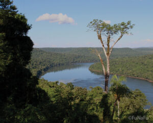 View of the Atlantic Forest, Missiones