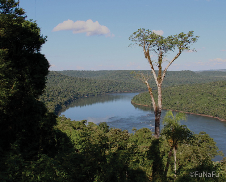 View of the Atlantic Forest, Missiones