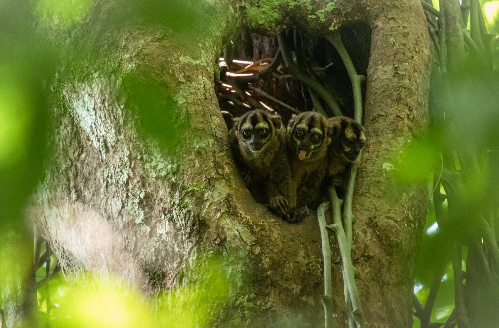 A trio of Grey-handed Night Monkeys peek out of their tree trunk home