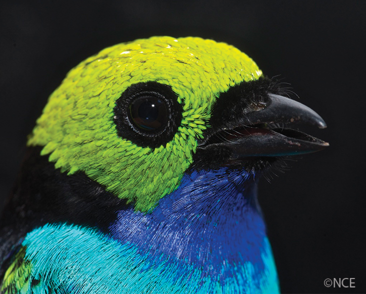 Close up portrait of a Paradise Tanager
