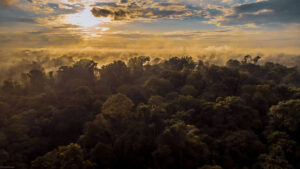 The sun rises over the canopy of trees at the El Silencio Reserve