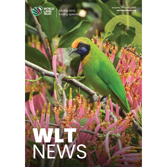 WLT News Spring 2025