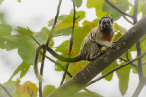 White-footed Tamarin in a tree