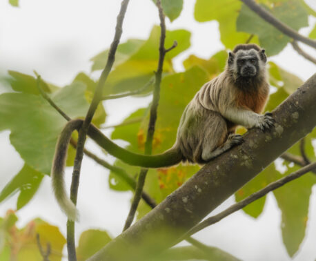 White-footed Tamarin in a tree