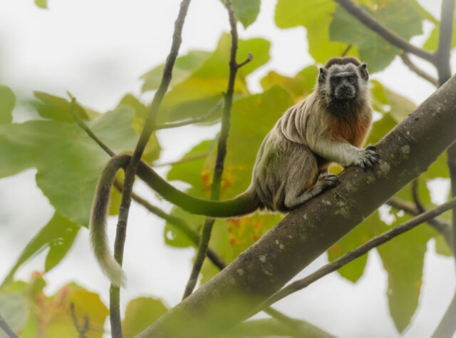 White-footed Tamarin in a tree