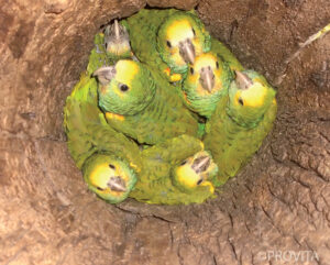 Looking down on Yellow-shouldered Parrots in their nest