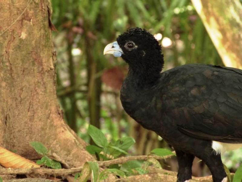 A photograph of a juvenile Blue-billed Curassow_Susanne Cohen