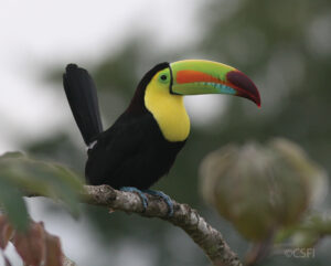 Keel-billed Toucan on a branch