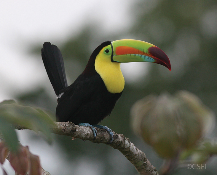 Keel-billed Toucan on a branch