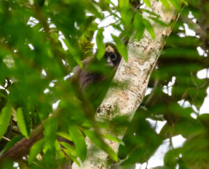 A Brown Spider Monkey peering through the leaves of a tree.