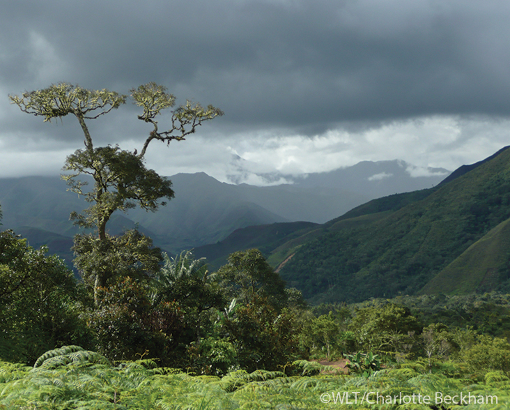 Tobaconas Forest,Peru