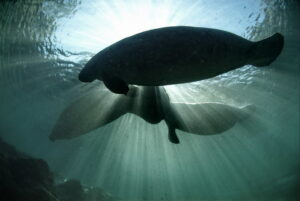 Three manatees float in clear water with the suns rays shining past them from above