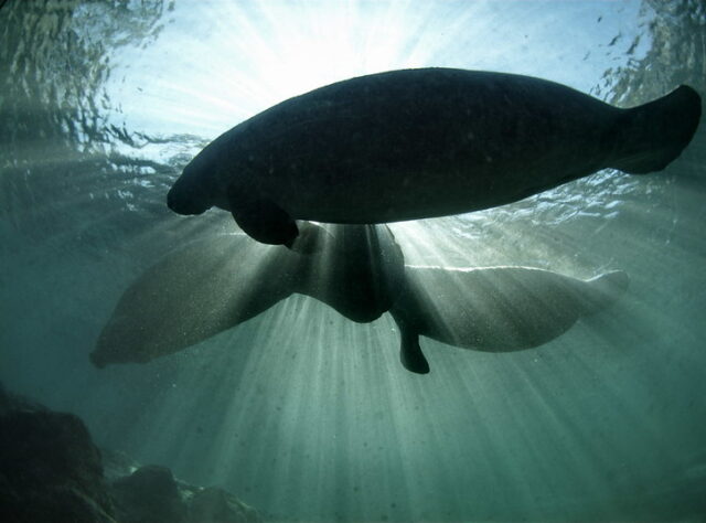 Three manatees float in clear water with the suns rays shining past them from above