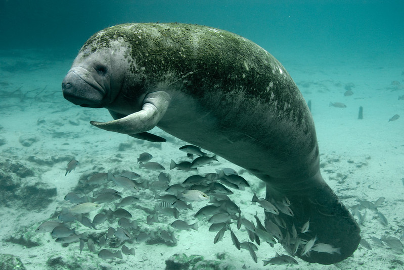 A Manatee floats in shallow water surrounded by a shoal of fish