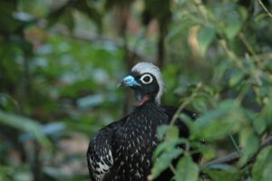 A photo of the Black-fronted Piping Guan in the jungle