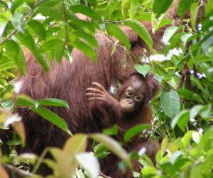 A photograph of the Critically Endangered Bornean Orangutan with an infant.