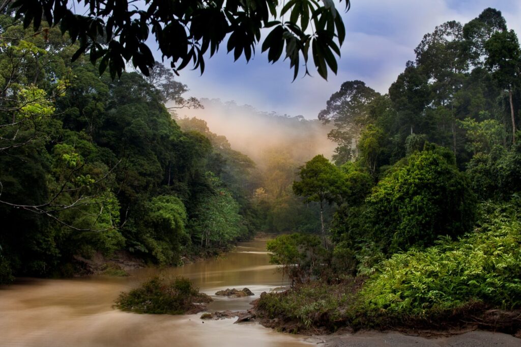 A photograph of lush forest surrounding a sweeping bend of the Kinabatangan River.