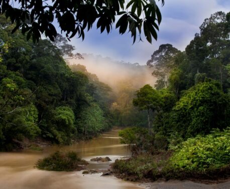 A photograph of lush forest surrounding a sweeping bend of the Kinabatangan River.