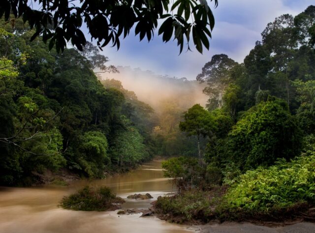 A photograph of lush forest surrounding a sweeping bend of the Kinabatangan River.