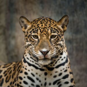 A photo of a Jaguar facing the camera.