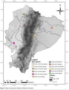 This map shows the distribution of sites in which the new Bibrax species were found. These locations range from low to high altitude and extend the genus’ range much farther south than previously known. Image taken from Yarina Tapuy-Avilés et al., (2025). Credit: Yarina Tapuy-Avilés et al. 