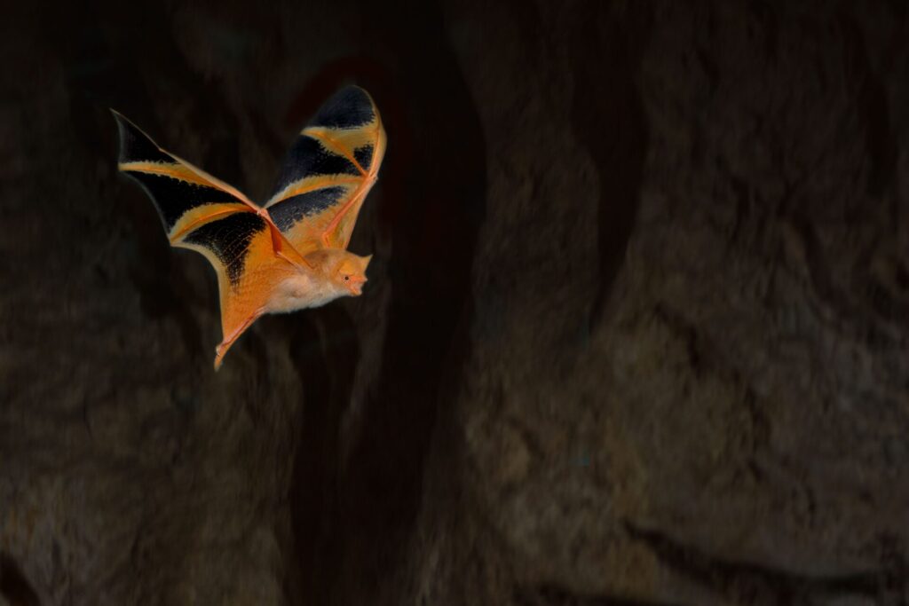 A Painted Bat photographed in flight at night against a dark background.