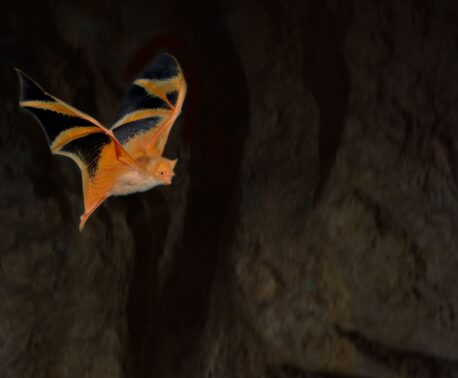 A Painted Bat photographed in flight at night against a dark background.