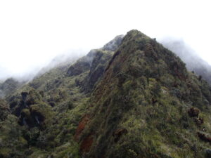 A photo of Cerro Candelaria: a vast mountainous region with an exceptional diversity of wildlife and many species still unknown to science.