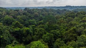 A drone photo of El Silencio's forest canopy.