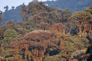 An aerial photograph of the tree canopy of Río Manduriacu Reserve