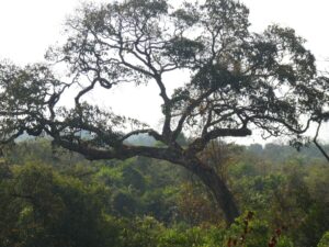 An old growth tree photographed in the Western Ghats.