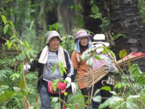 Three women walking with saplings, as part of HUTAN’s all-women tree planting team restoring the Genting Wildlife Corridor within the Kinabatangan floodplain.