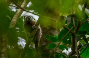 A White-footed Tamarin in the forest.