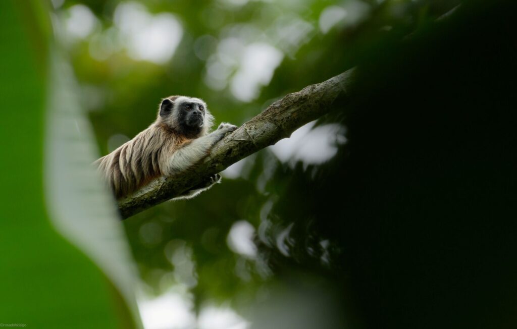 A White-footed Tamarin lying on a branch in a tree looking into the distance.
