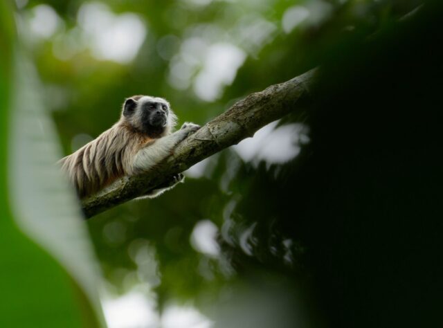 A White-footed Tamarin lying on a branch in a tree looking into the distance.