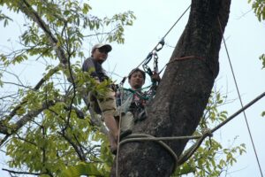 Two wildlife wardens in a tree maintaining an Orangutan bridge.