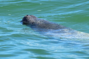 An Antillean Manatee breaches the surface of the water with its snout