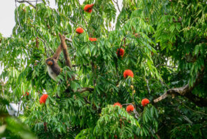 Brown Spider Monkey swinging from branch