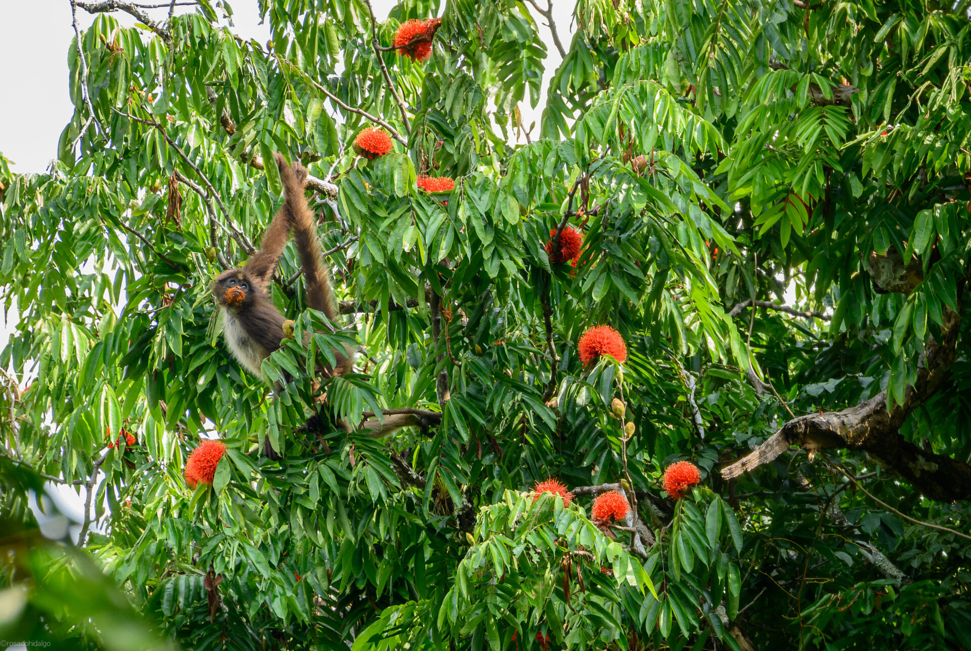Brown Spider Monkey swinging from branch 