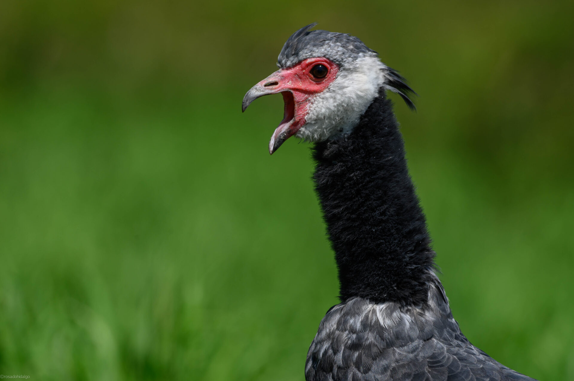 A Northern Screamer