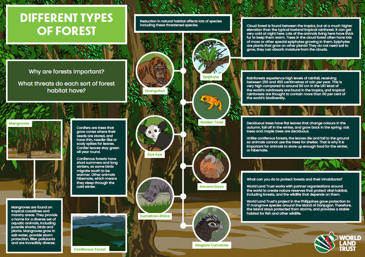 Types of forests