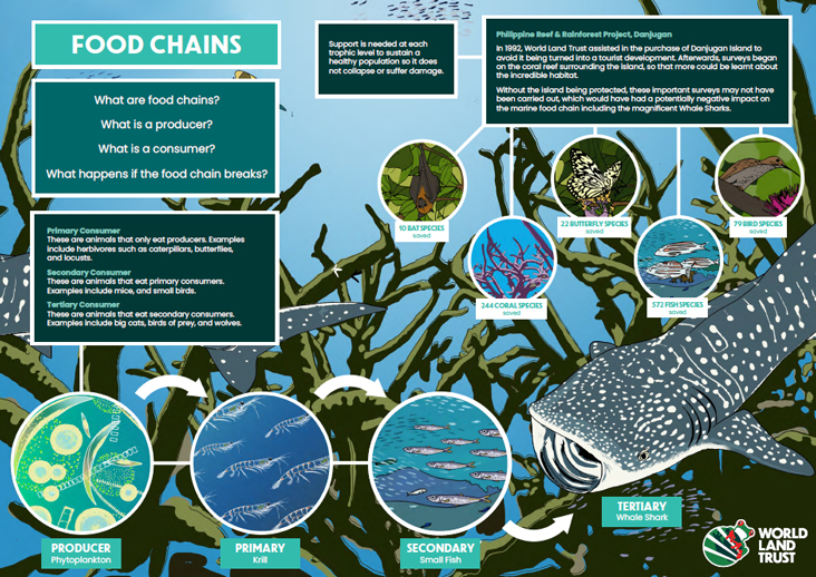 Food chains