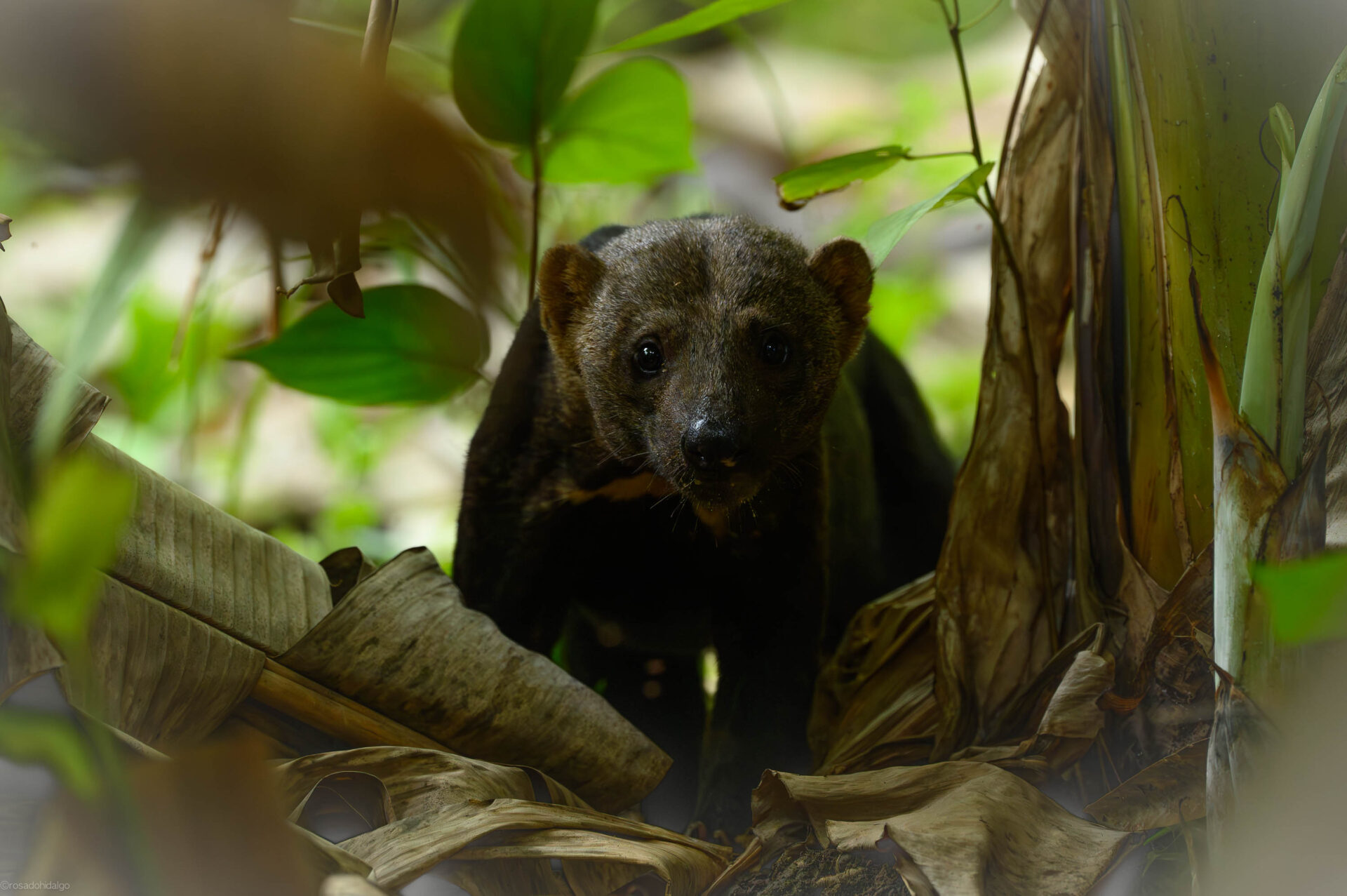 A Tayra hunts on the forest floor