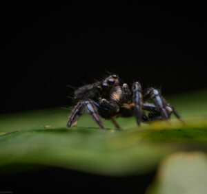 A jumping spider on a leaf