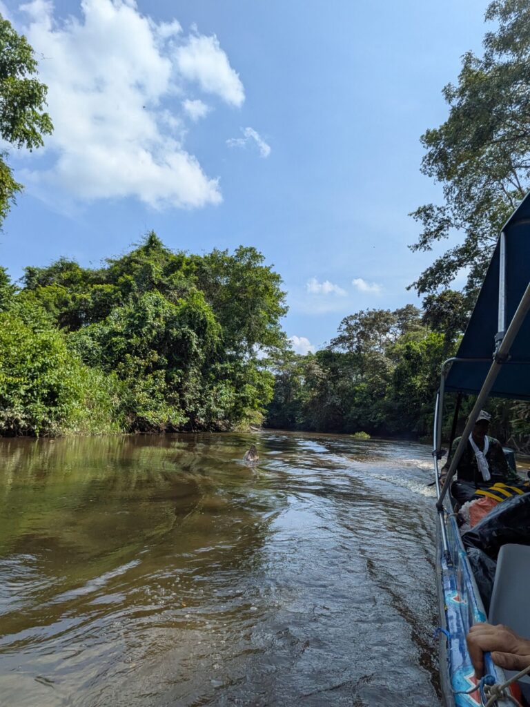 A boat travels along a calm river surrounded by dense trees on either riverbank