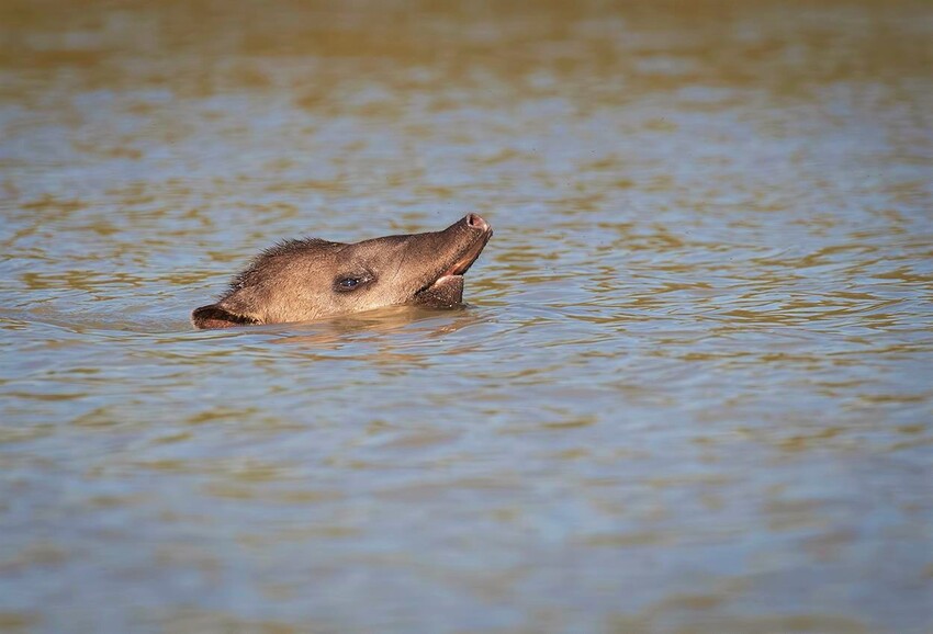 Colombian Tapir swimming