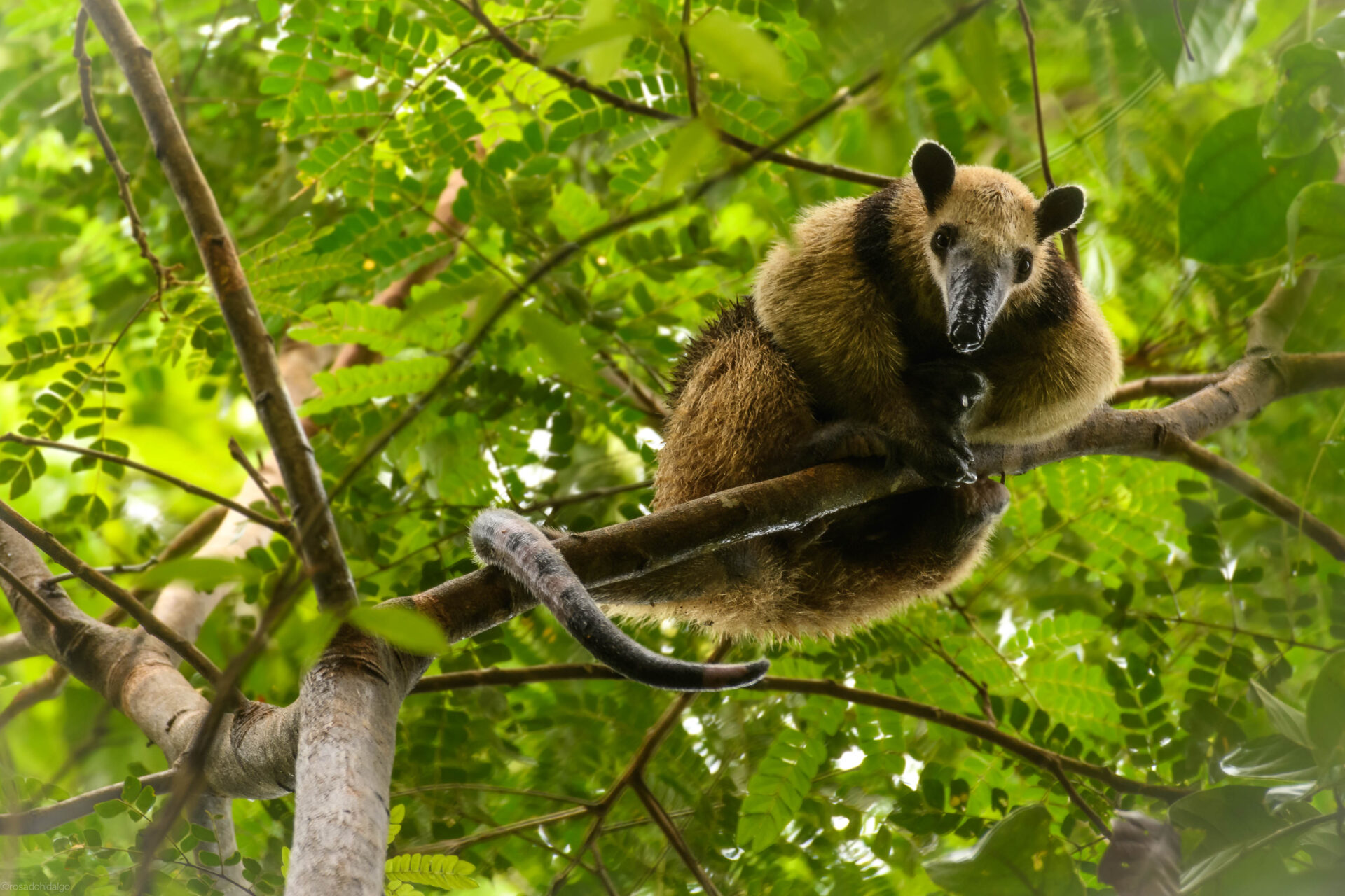 A Northern Tamandua in a tree